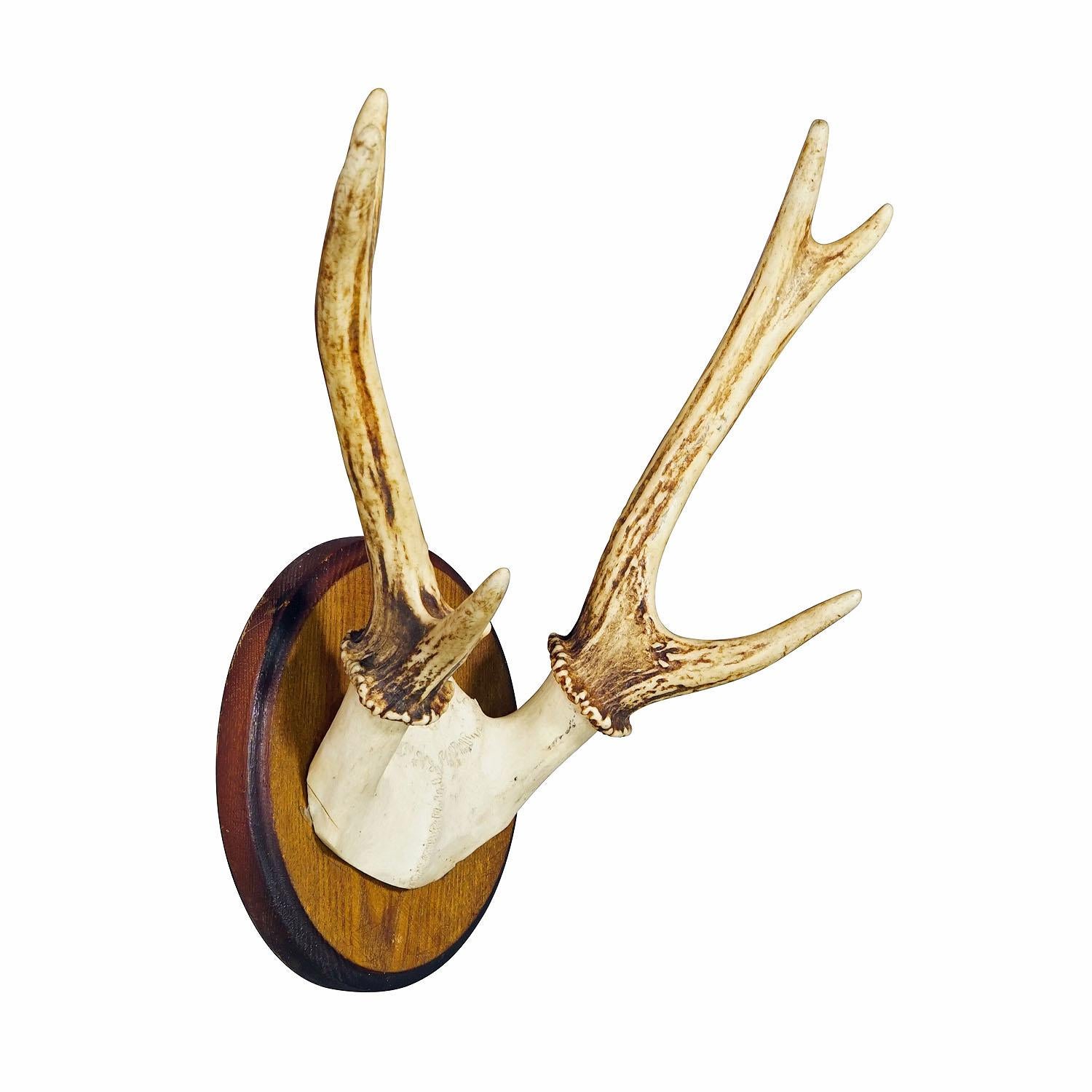 Black Forest Sika Deer Trophy on Wooden Plaque - Germany ca. 1950s
Item e7343
A vintage 6 pointer sika deer (Cervus nippon) trophy from the Black Forest. The trophy was shot around 1950. The antlers are mounted on a turned wooden wall plaque with