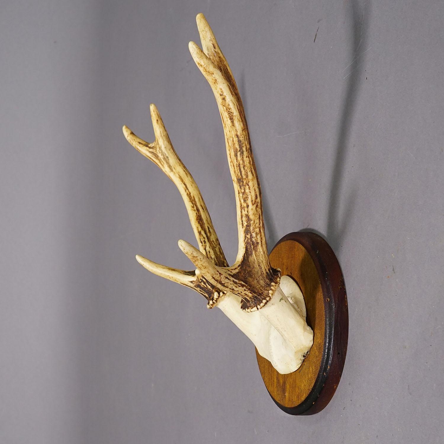 Carved Black Forest Sika Deer Trophy on Wooden Plaque - Germany ca. 1950s For Sale