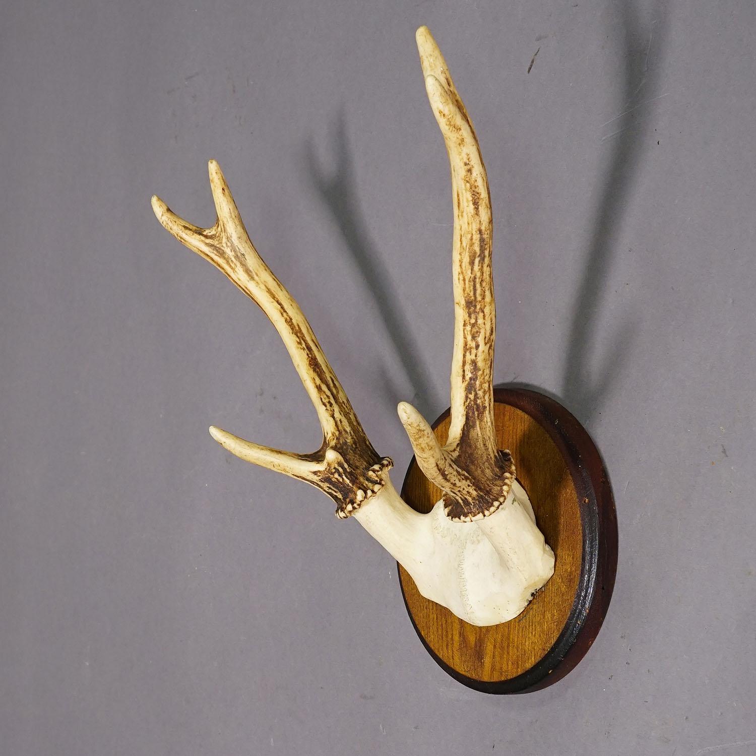 Black Forest Sika Deer Trophy on Wooden Plaque - Germany ca. 1950s In Good Condition For Sale In Berghuelen, DE