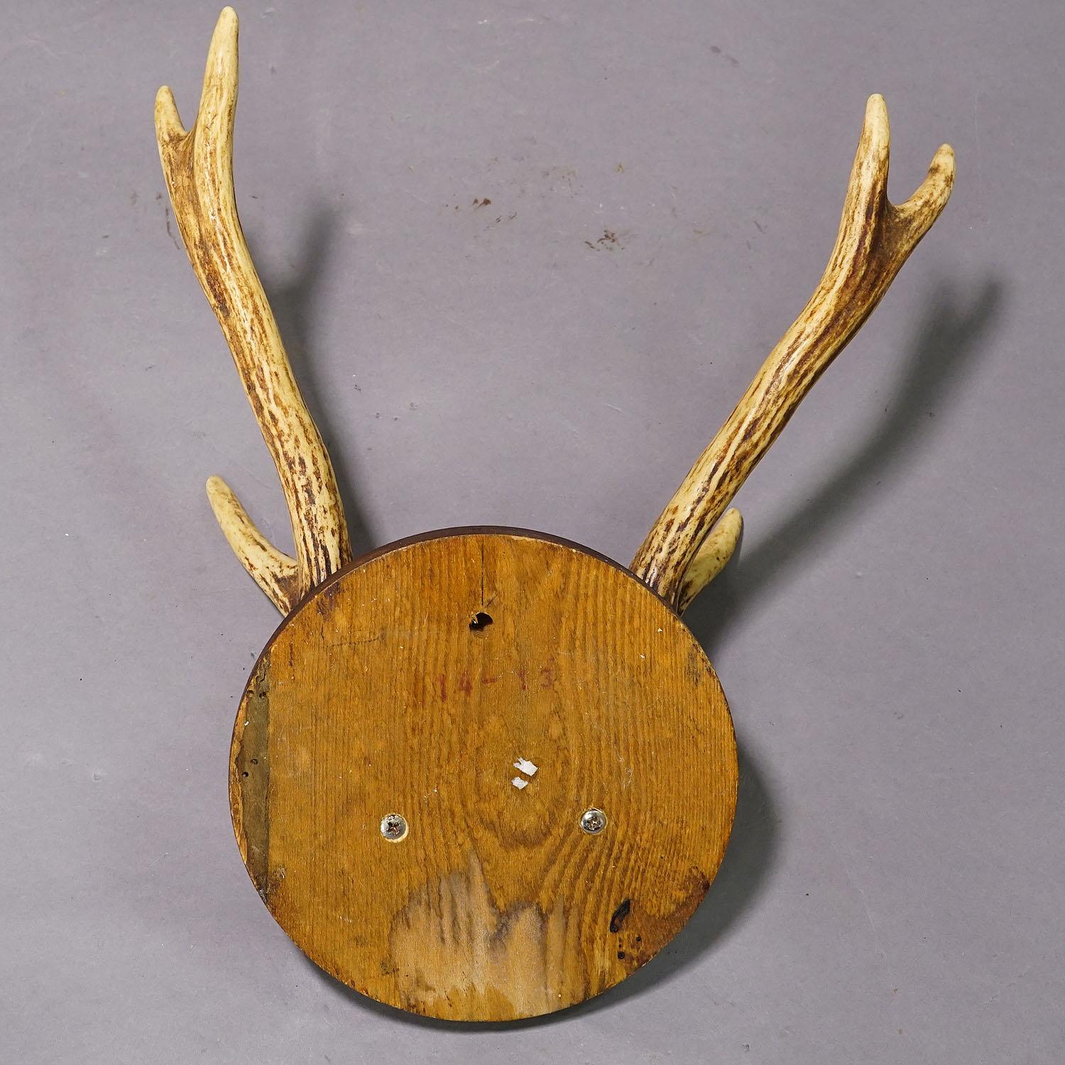 20th Century Black Forest Sika Deer Trophy on Wooden Plaque - Germany ca. 1950s For Sale