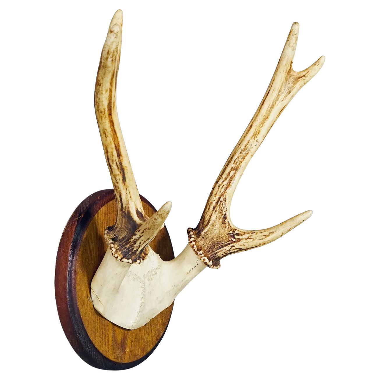 Black Forest Sika Deer Trophy on Wooden Plaque - Germany ca. 1950s