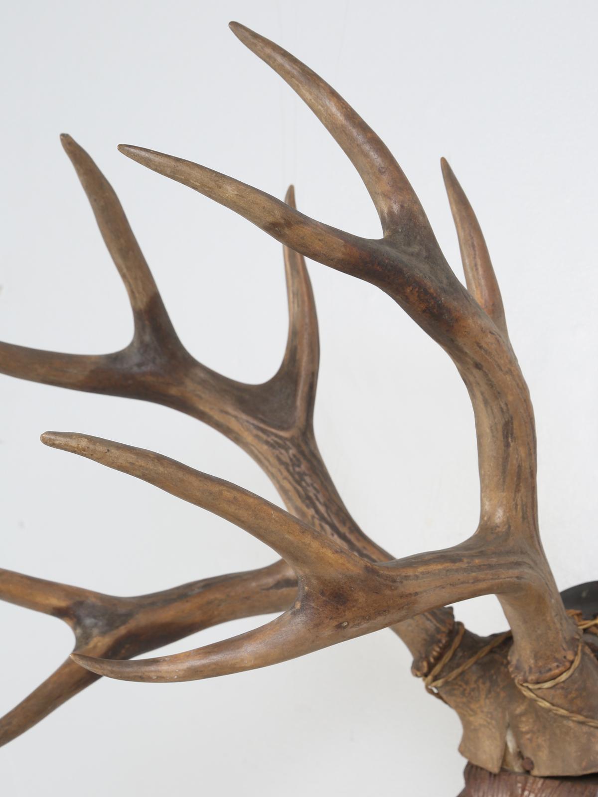 Black Forest Style Carved Wooden Stag Head with Real Antlers Mounted 6