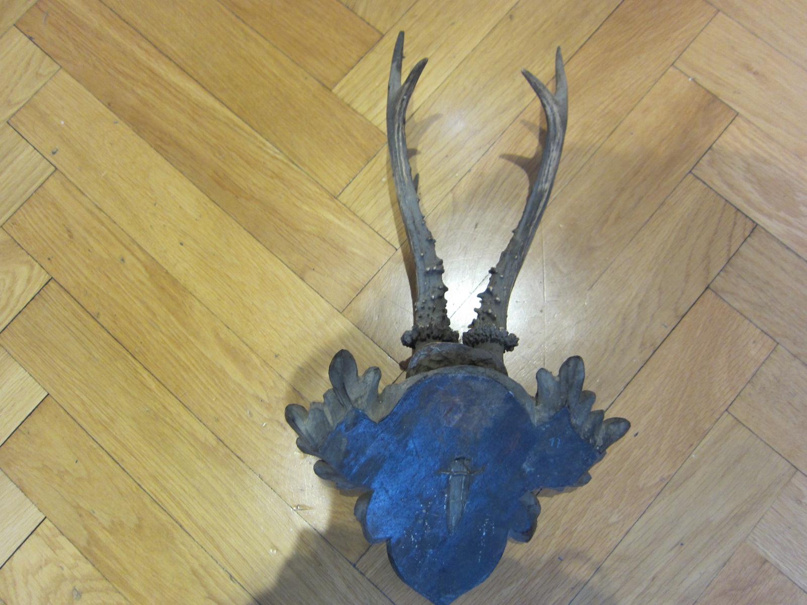 Austrian Black Forest taxidermy, antique deer, 1888 For Sale