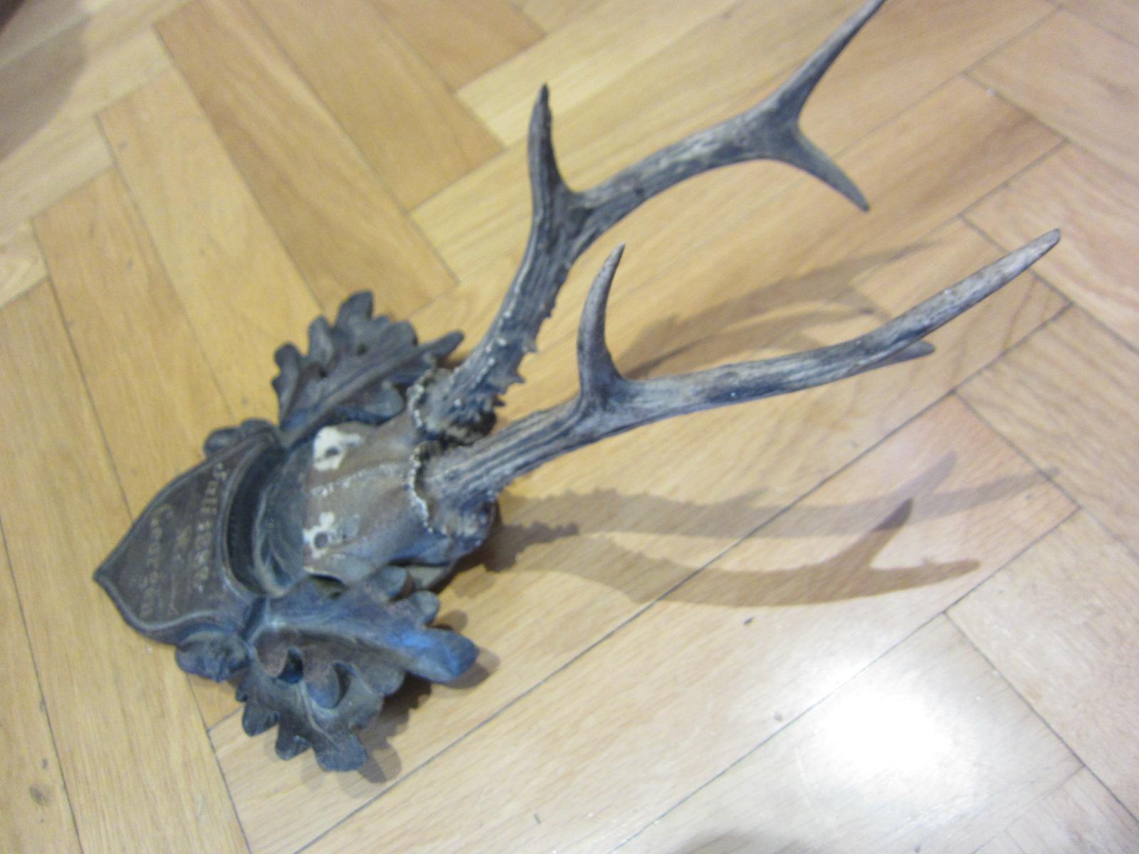 Black Forest taxidermy, antique deer, 1888 In Good Condition For Sale In Vienna, AT