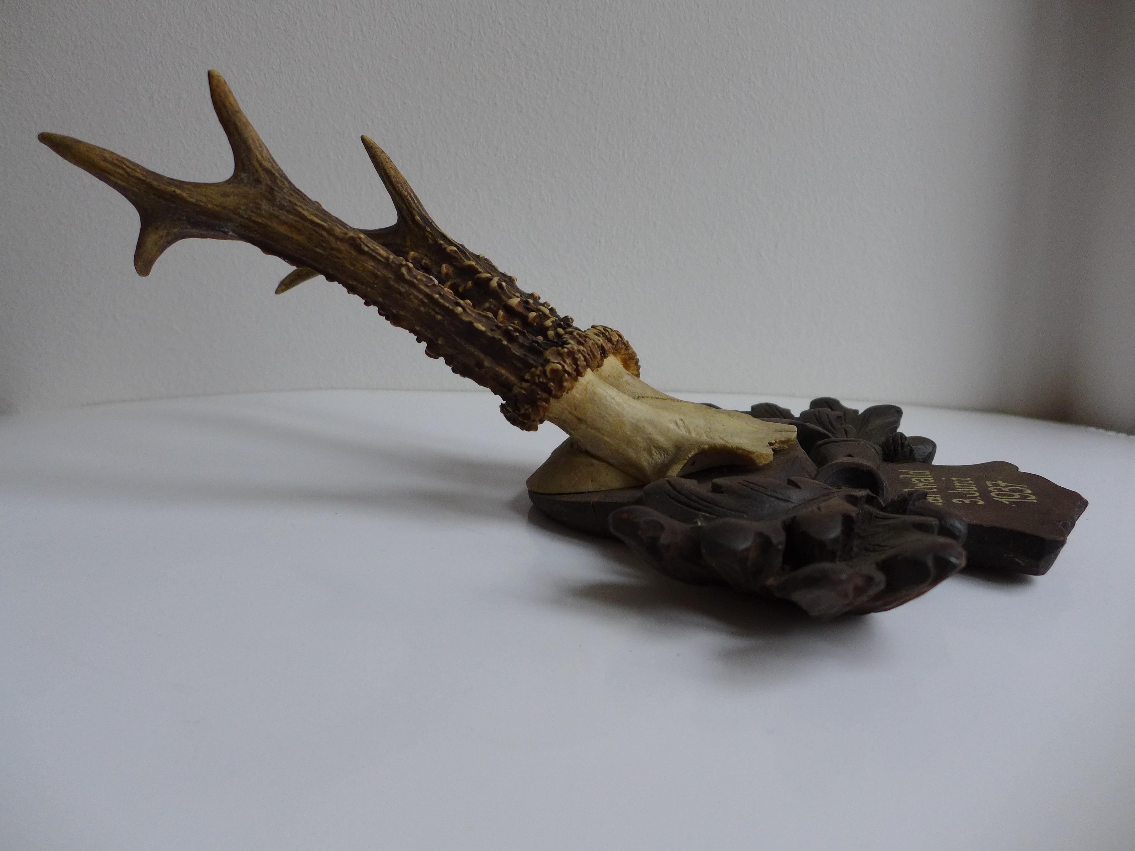 Taxidermia de la Black Forest, ciervo antiguo, 3 de junio de 1937, Karlwald. Objeto perfecto para Coleccionistas. 