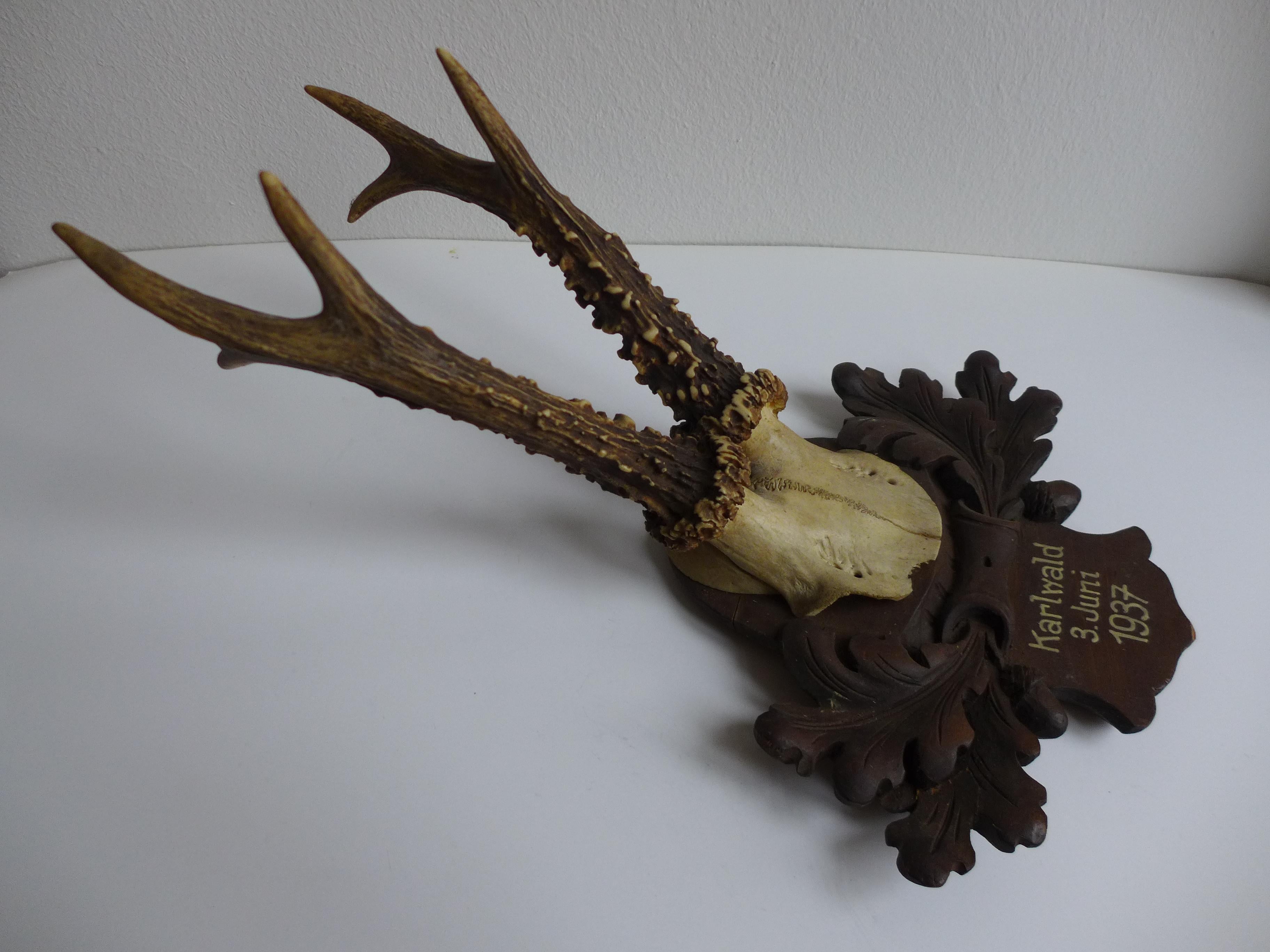 Taxidermia Black Forest, ciervo antiguo, 1937 Rústico en venta