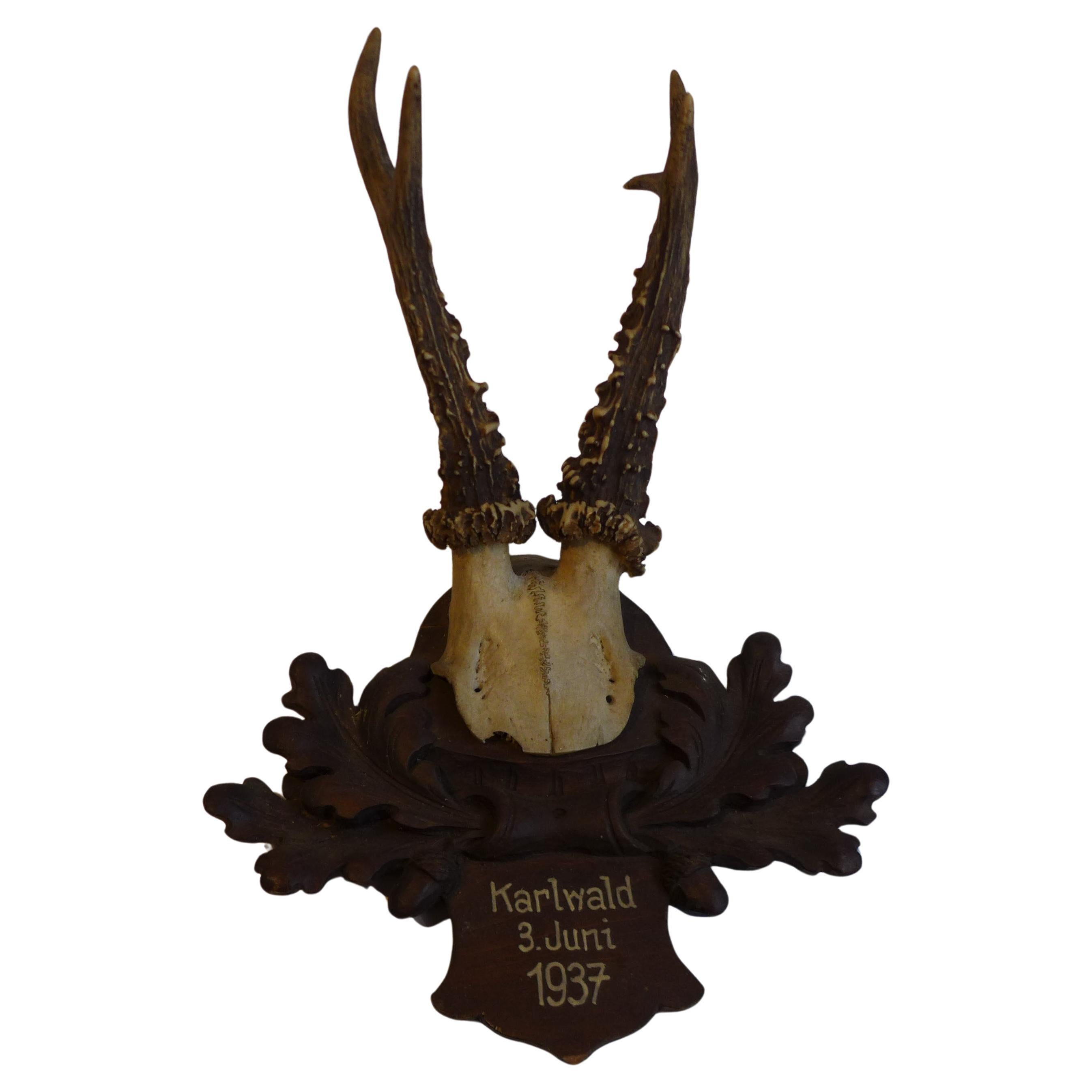 Taxidermia Black Forest, ciervo antiguo, 1937 en venta