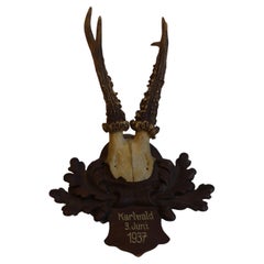 Black Forest taxidermy, antique deer, 1937