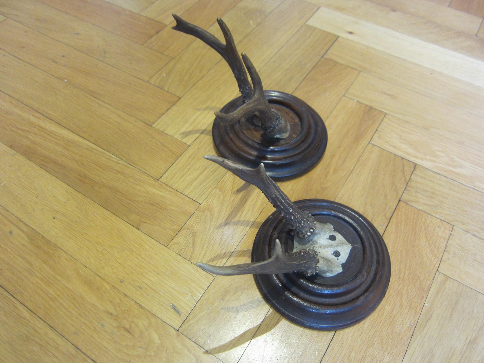 Austrian Black Forest taxidermy, antique deer, 1950, 2 peaces For Sale