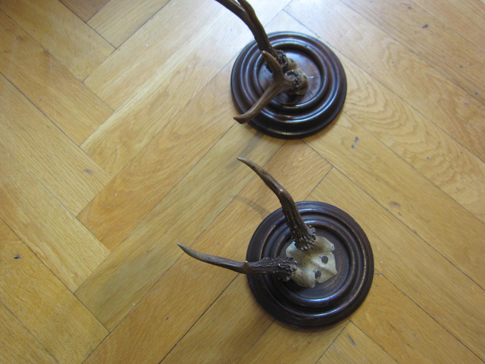 Black Forest taxidermy, antique deer, 1950, 2 peaces In Good Condition For Sale In Vienna, AT