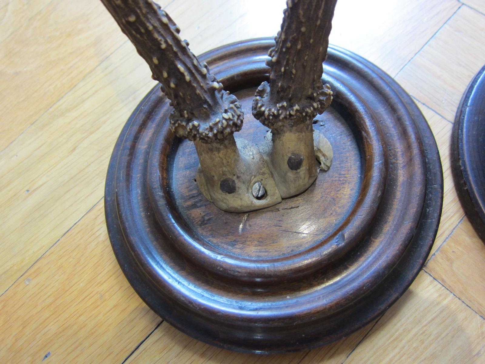 Horn Black Forest taxidermy, antique deer, 1950, 2 peaces For Sale