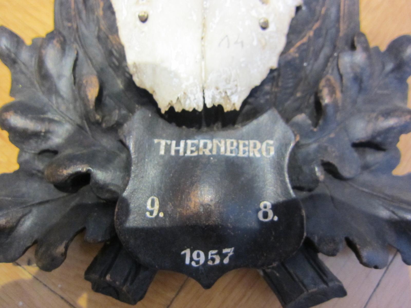 Taxidermia Black Forest, ciervo antiguo, 1957,
Thernberg, 9.8. 1957, Kaltenberg