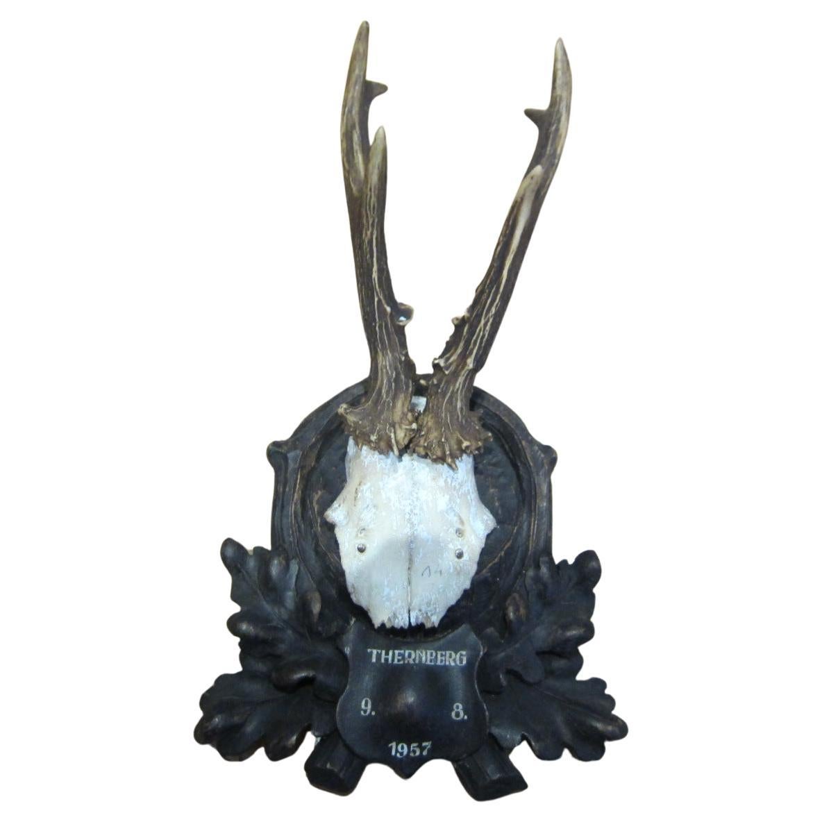 Black Forest taxidermy, antique deer, 1957
