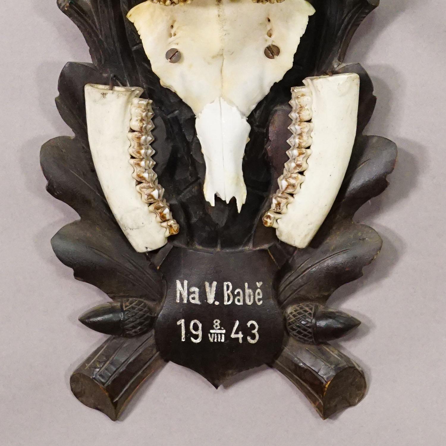 19th Century Black Forest Vintage Deer Trophy on Carved Plaque 1943 For Sale