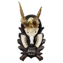 Black Forest Vintage Deer Trophy on Carved Plaque 1943