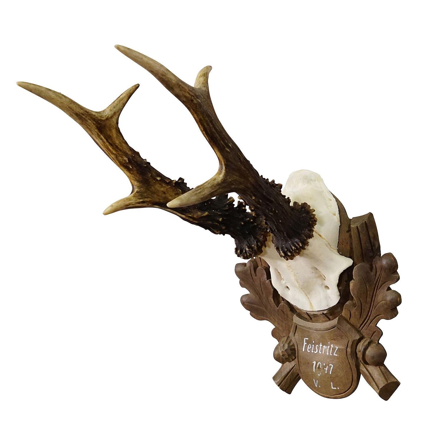 Black Forest Vintage Deer Trophy on Carved Plaque 1947

A large vintage deer (Capreolus capreolus) trophy on a wooden carved plaque. The plaque features a handpainted inscription. The trophy was shot in 1947. Good condition.

Trophies are mementos