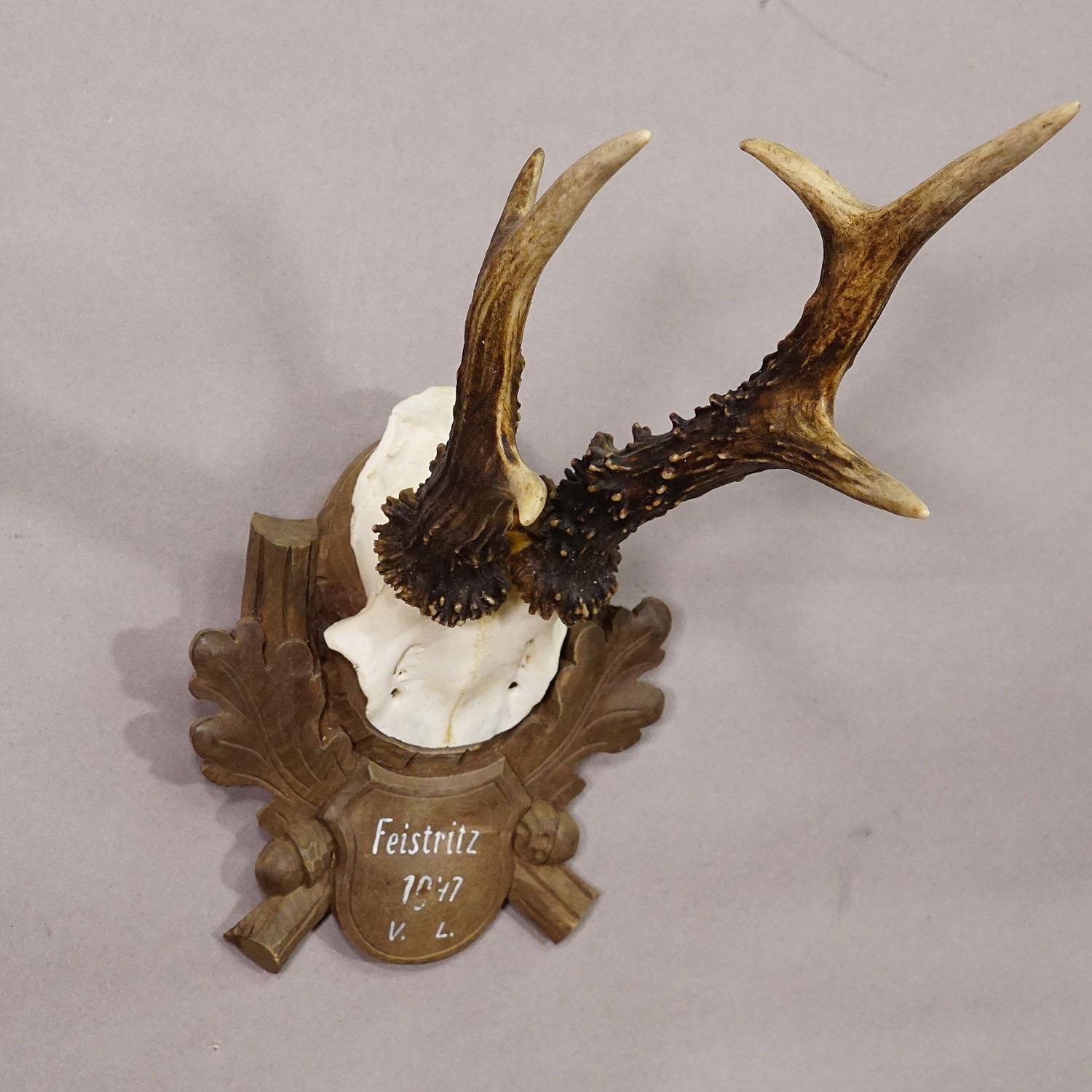 20th Century Black Forest Vintage Deer Trophy on Carved Plaque 1947 For Sale