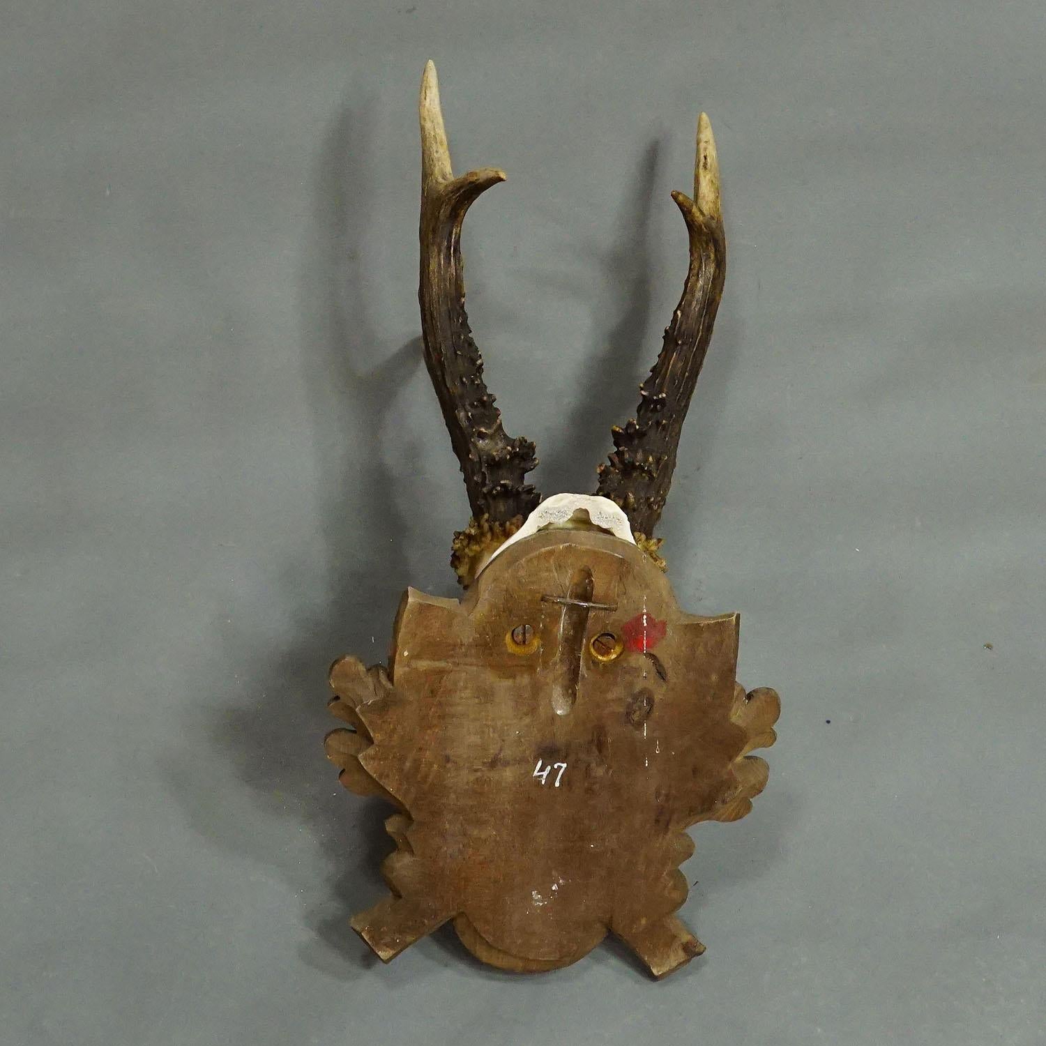 Wood Black Forest Vintage Deer Trophy on Carved Plaque 1947 For Sale