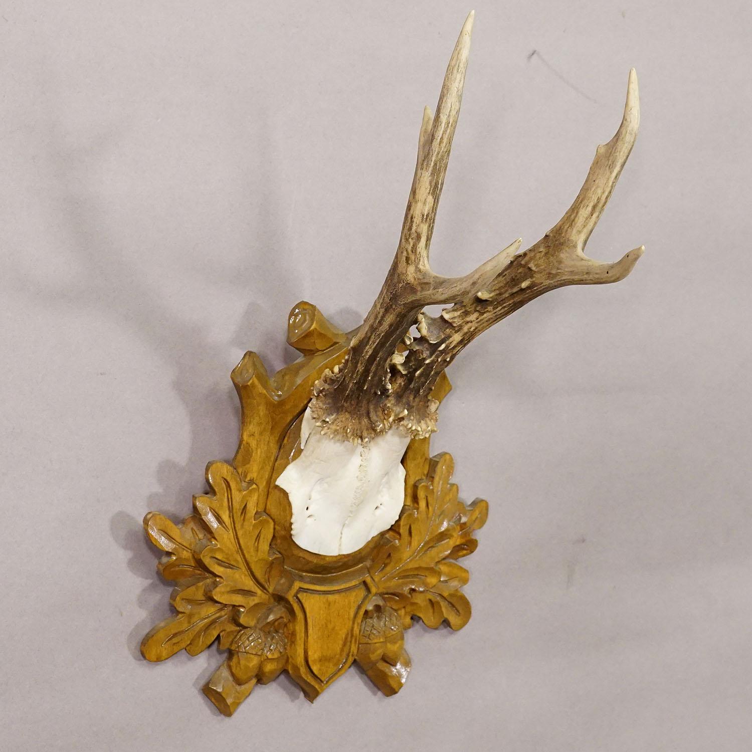 German Black Forest Vintage Deer Trophy on Carved Plaque For Sale