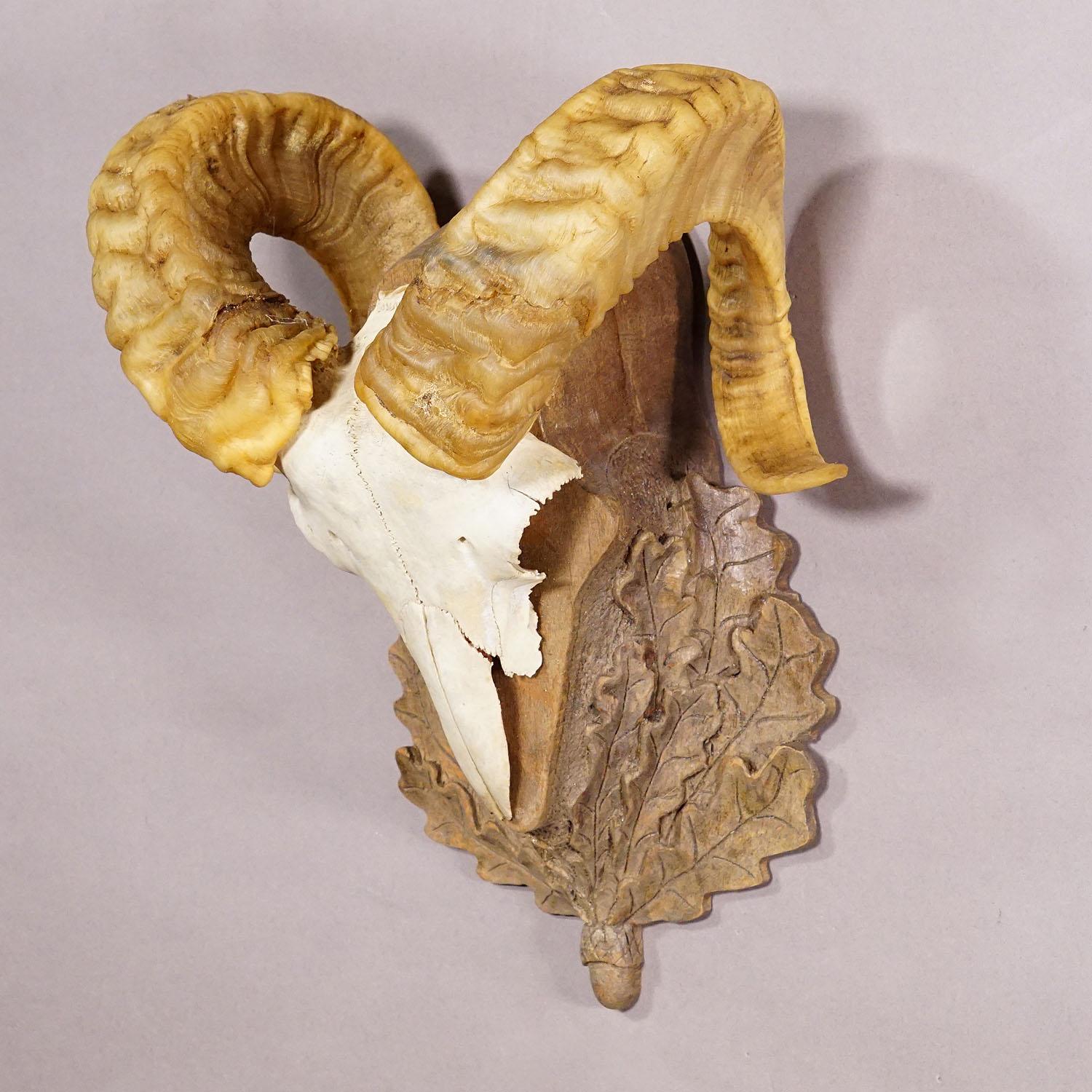 German Black Forest Vintage Mouflon Trophy on Carved Plaque For Sale