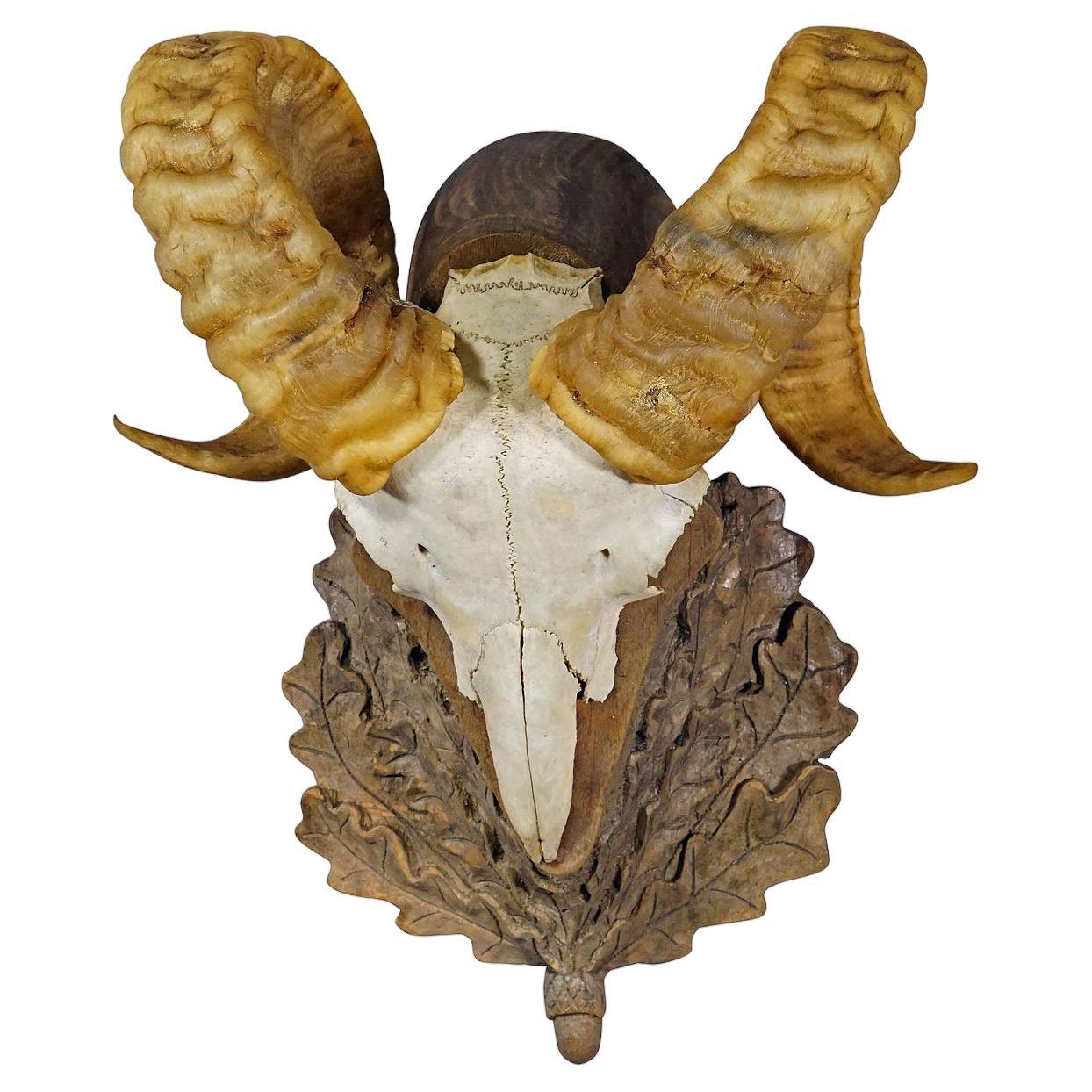 Trophée Mouflon Vintage Black Forest sur Plaque Sculptée