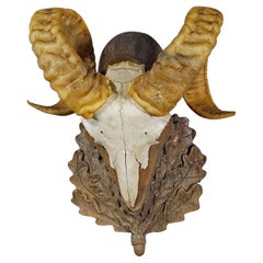 Black Forest Vintage Mouflon Trophy on Carved Plaque