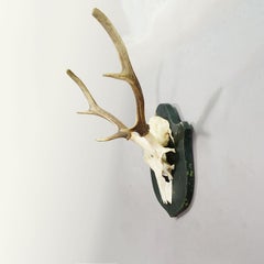 Black Forest Vintage Rotwildtrophäe auf Holztafel, Deutschland 1920er Jahre