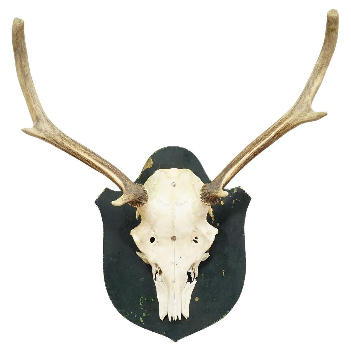 Black Forest Vintage Red Deer Trophy on Wooden Plaque, Germany 1920s