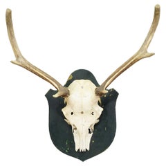 Black Forest Antique Red Deer Trophy on Wooden Plaque, Germany 1920s