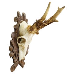 Black Forest Vintage Roe Deer Trophy on Carved Plaque 1940s