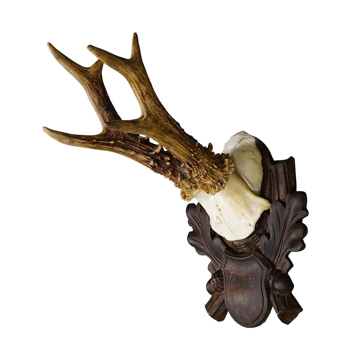 Black Forest Vintage Roe Deer Trophy on Carved Plaque 1942

A great vintage roe deer (Capreolus capreolus) trophy on a wooden carved plaque. The plaque features a handpainted inscription stating place and date of the hunt. The trophy was shot in