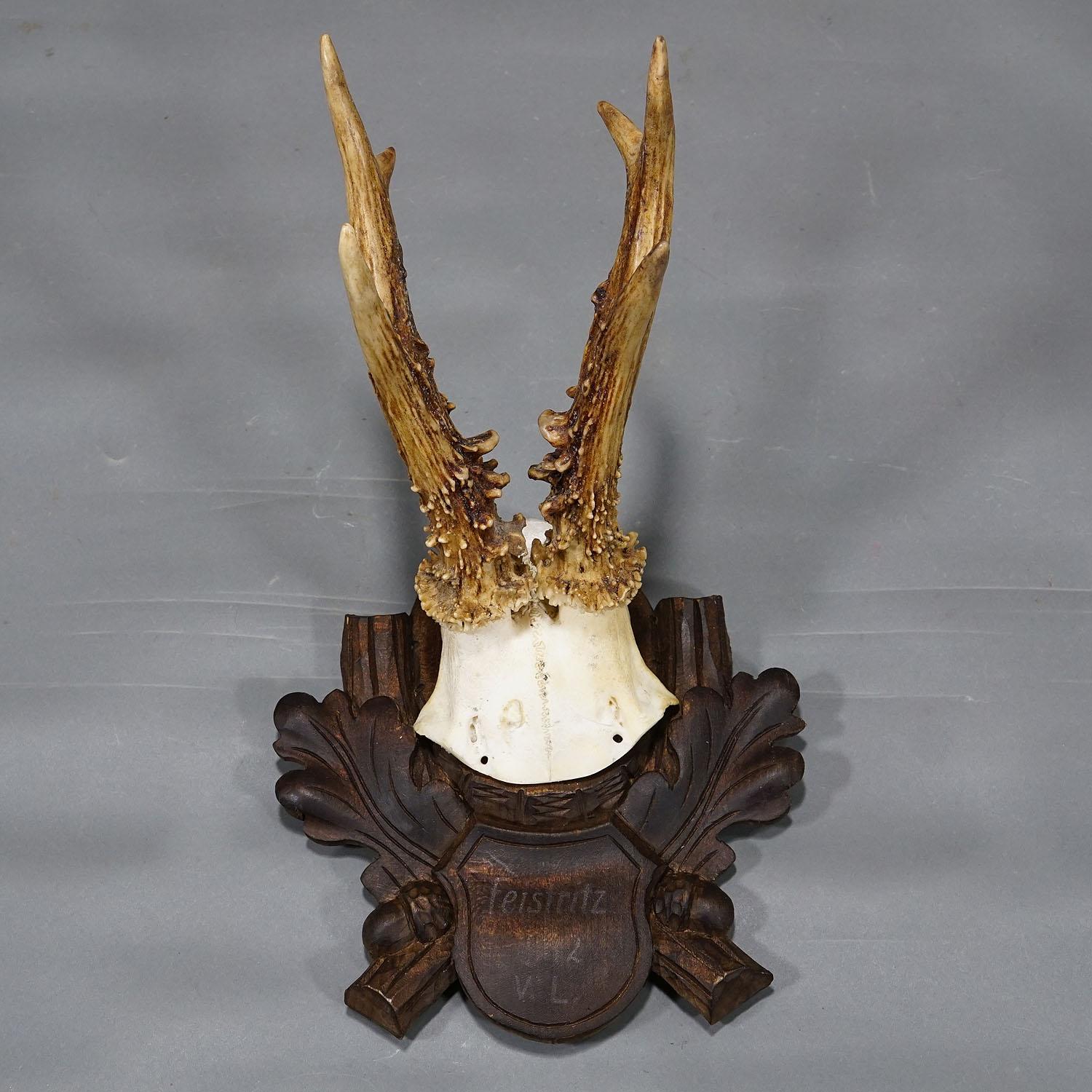 Allemand Black Forest Trophée de chevreuil d'époque sur plaque sculptée 1942 en vente