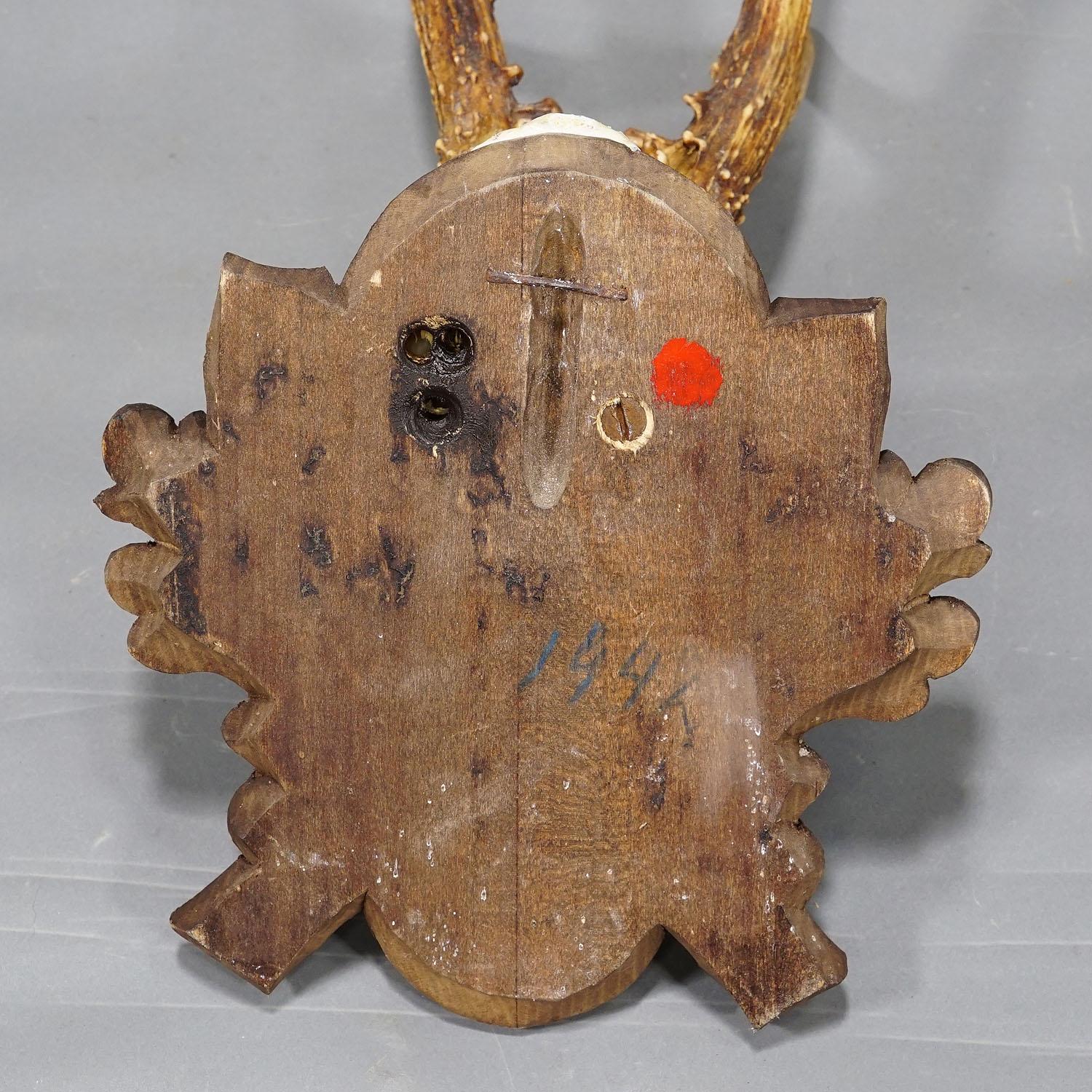 Antler Black Forest Vintage Roe Deer Trophy on Carved Plaque 1942 For Sale
