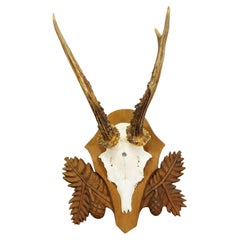 Black Forest Vintage Roe Deer Trophy on Carved Plaque 1950s