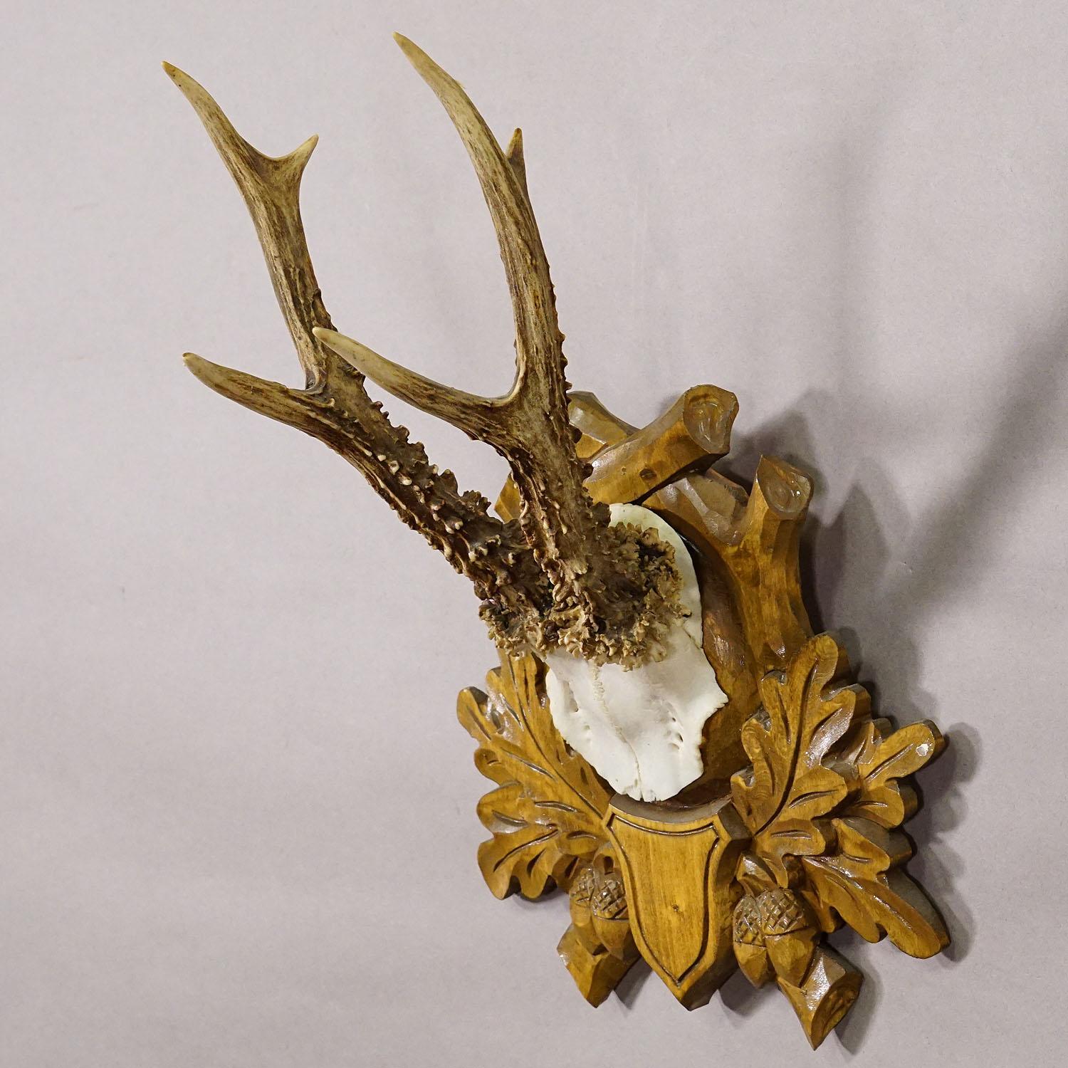 German Black Forest Vintage Roe Deer Trophy on Carved Plaque For Sale