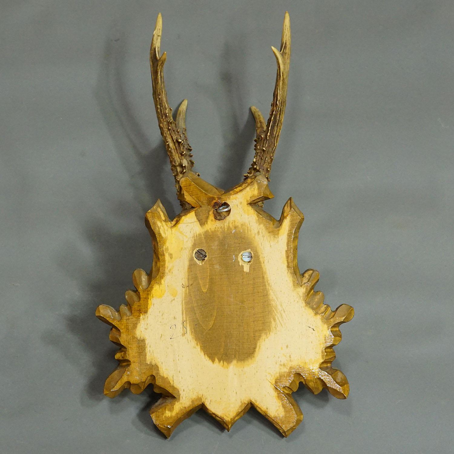 20th Century Black Forest Vintage Roe Deer Trophy on Carved Plaque For Sale