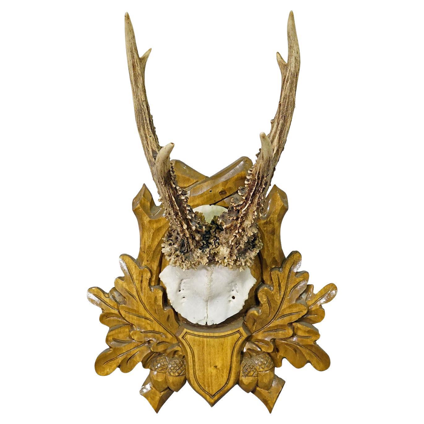 Black Forest Vintage Roe Deer Trophy on Carved Plaque For Sale
