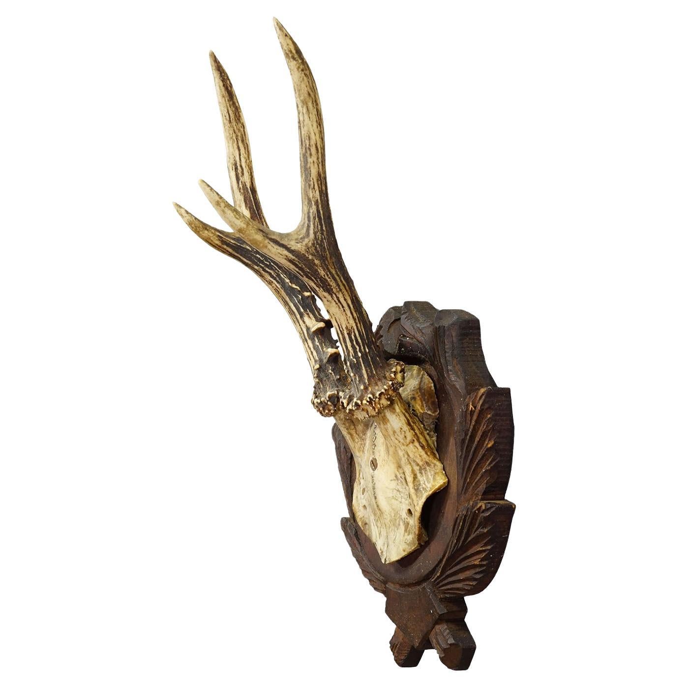 Trophée de chevreuil vintage Black Forest sur plaque sculptée, Allemagne années 1930