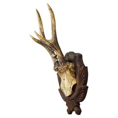 Black Forest Vintage Roe Deer Trophy on Carved Plaque, Germany 1930s