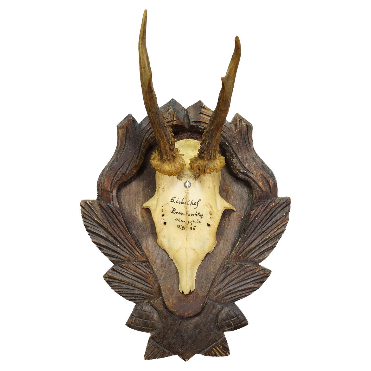 Black Forest Vintage Trophée de chevreuil sur plaque sculptée, Allemagne 1936