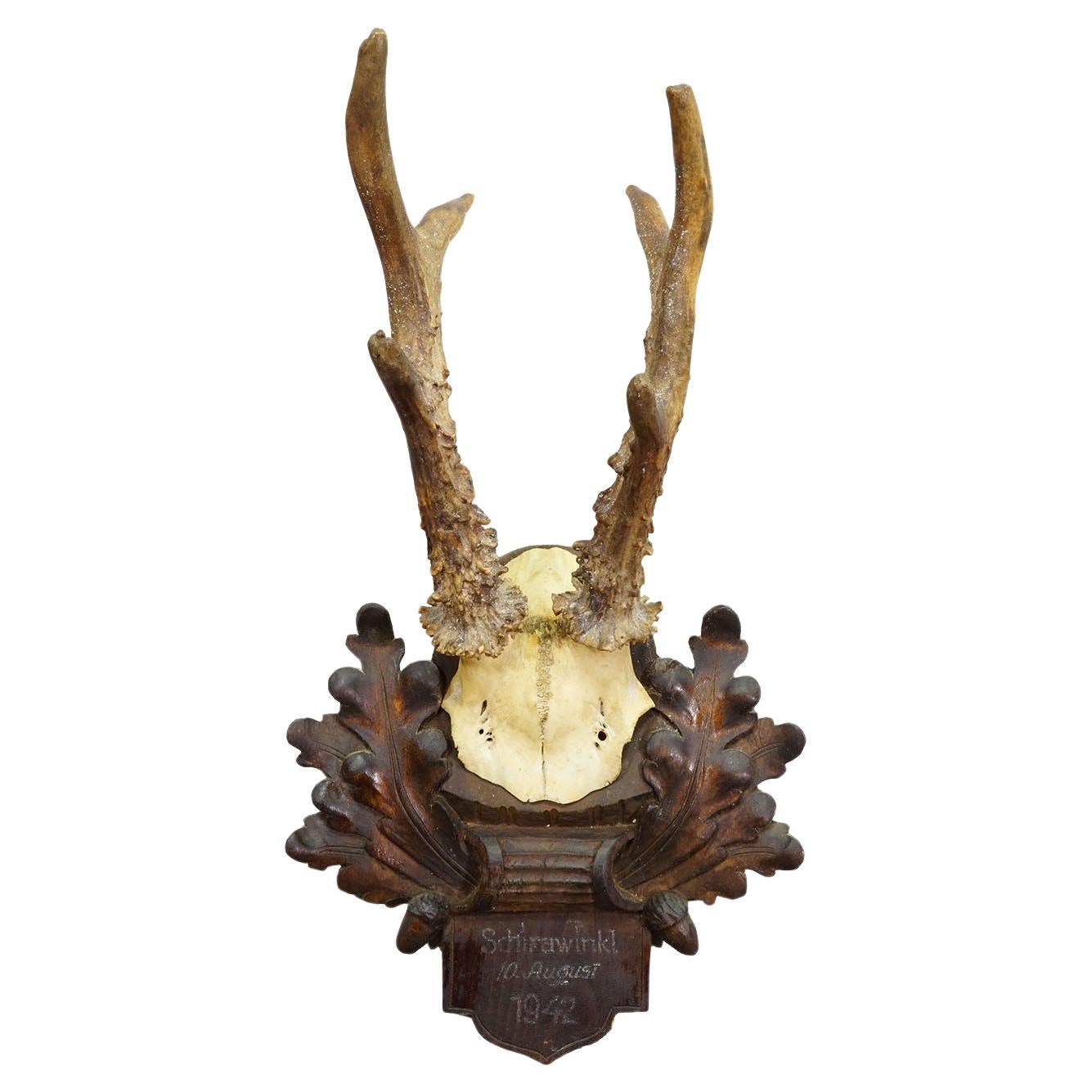 Black Forest Vintage Trophée de chevreuil sur plaque sculptée, Allemagne 1942