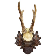 Black Forest Vintage Roe Deer Trophy on Carved Plaque, Germany 1942