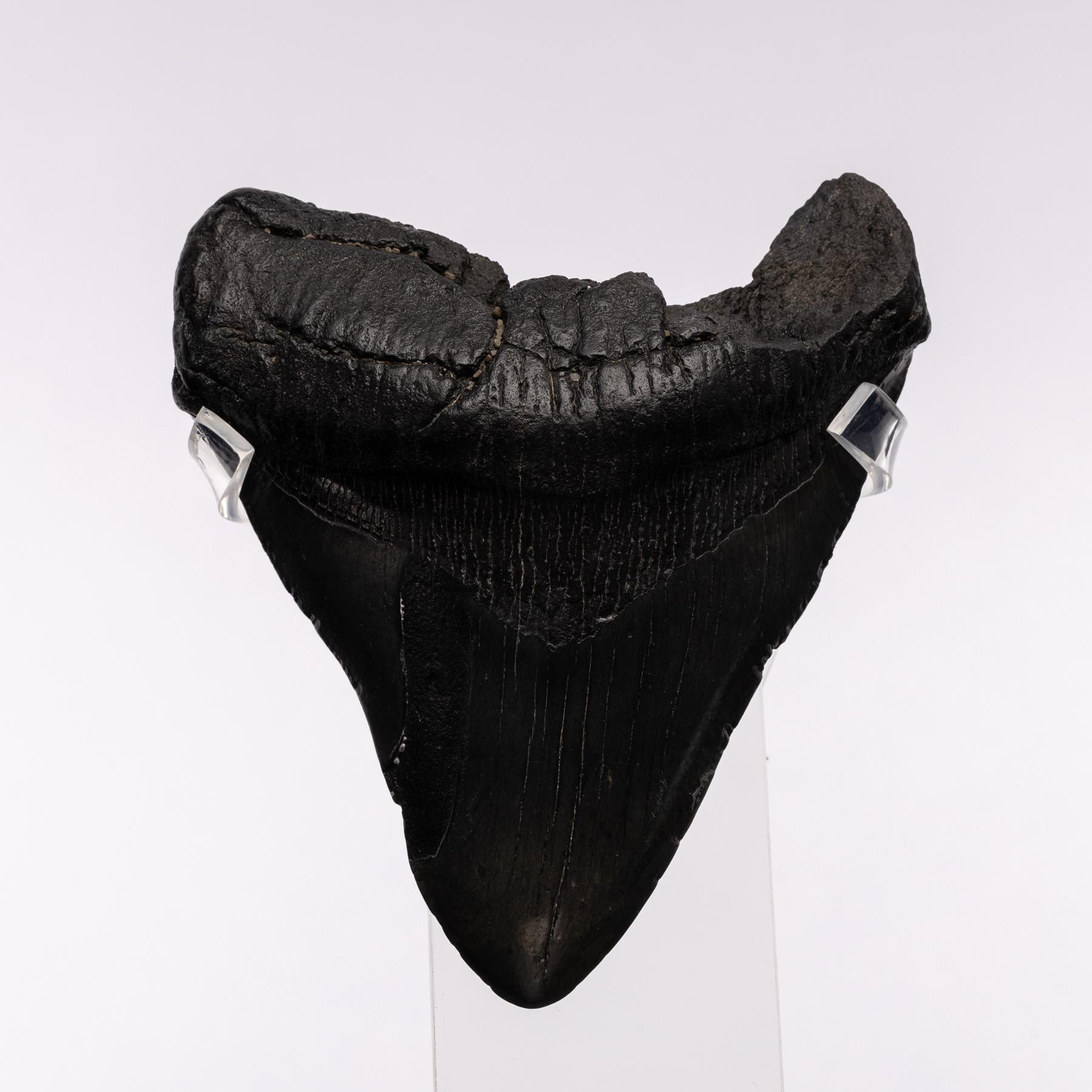 Black Fossil Megalodon 