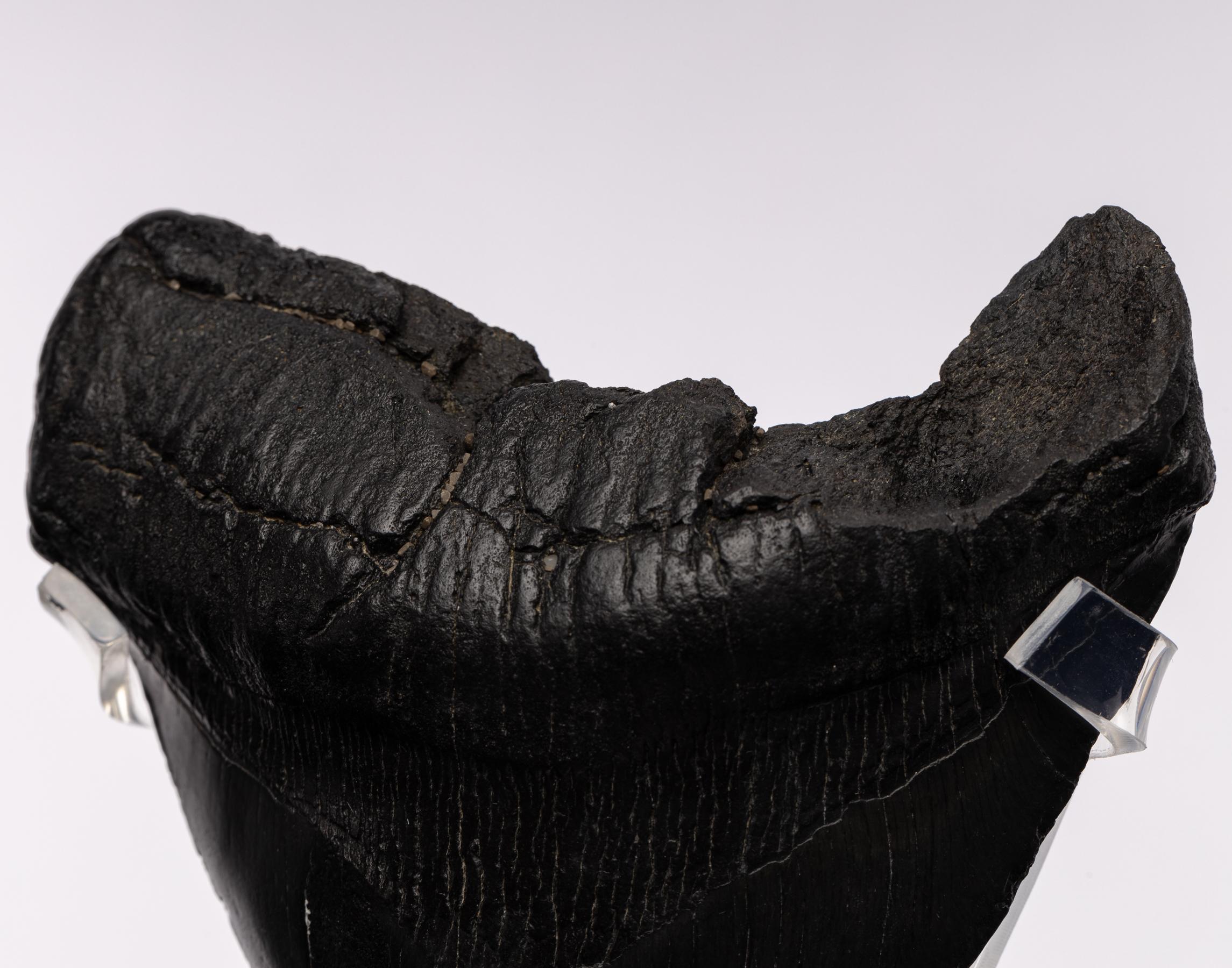Contemporary Black Fossil Megalodon 