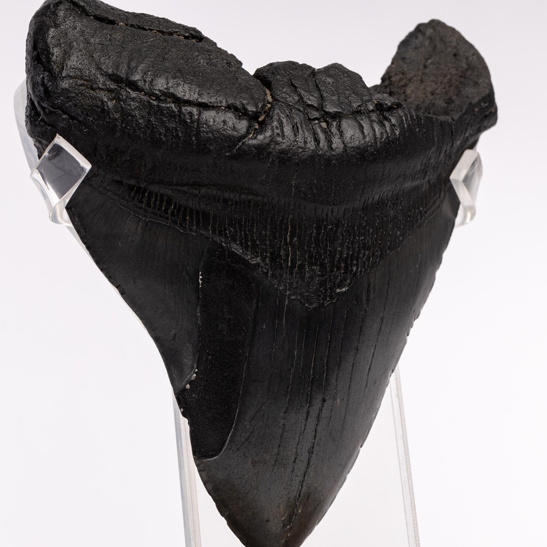 Black Fossil Megalodon 