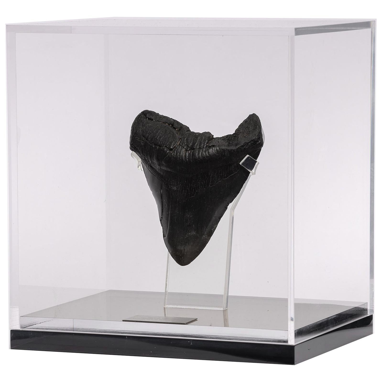 Black Fossil Megalodon "The Monster Shark" Tooth in Acrylic Custom Box