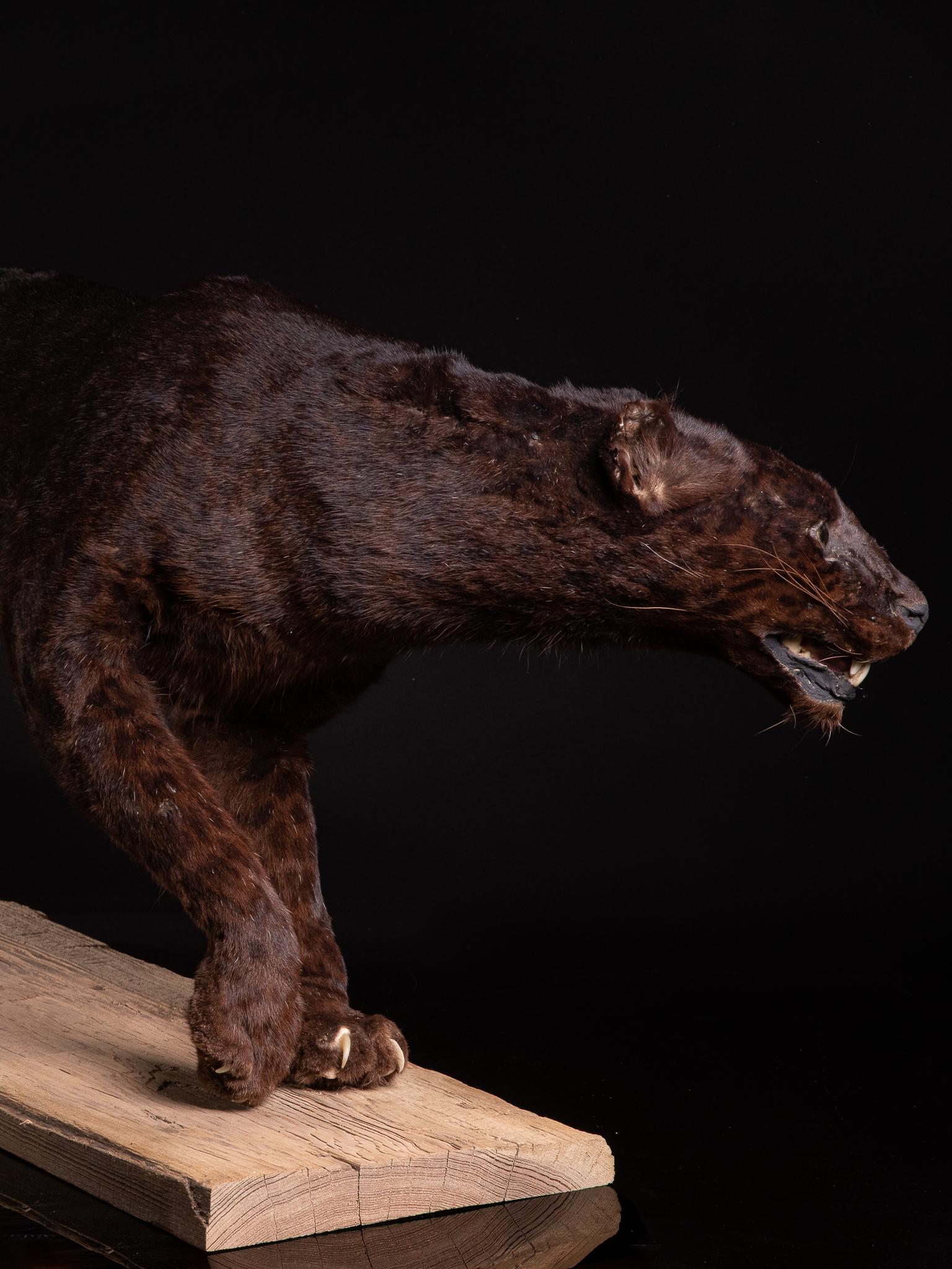 Melanistic leopards are also known as black panthers. In fact, “melanism” is the opposite of the more well-known “albinism”. It is the result of a genetic predisposition that causes an excess of skin or hair pigment. This makes the animal in