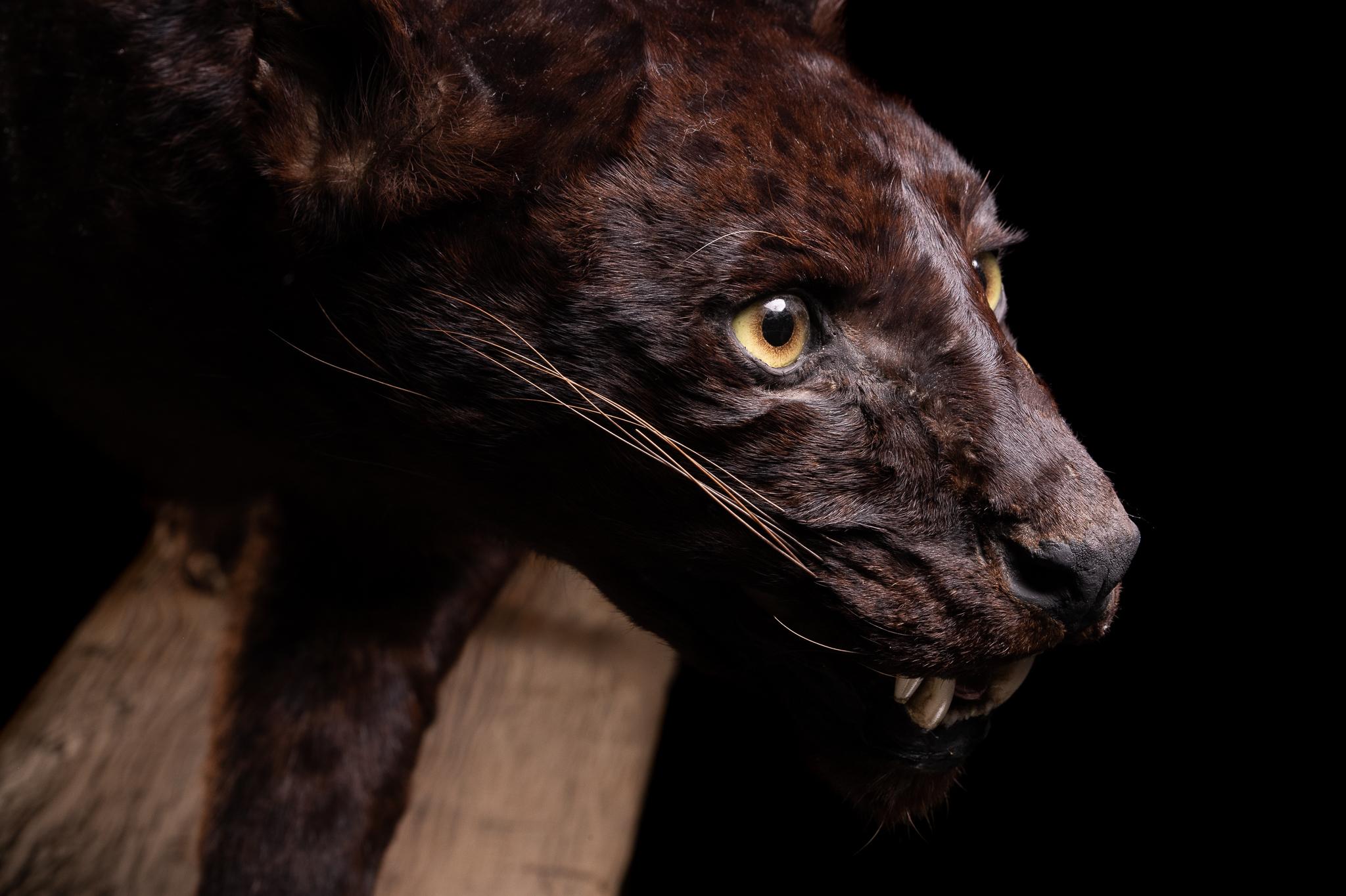 taxidermy panther