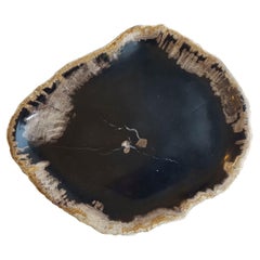 Black Petrified Wood Plate, Indonesia, Prehistoric