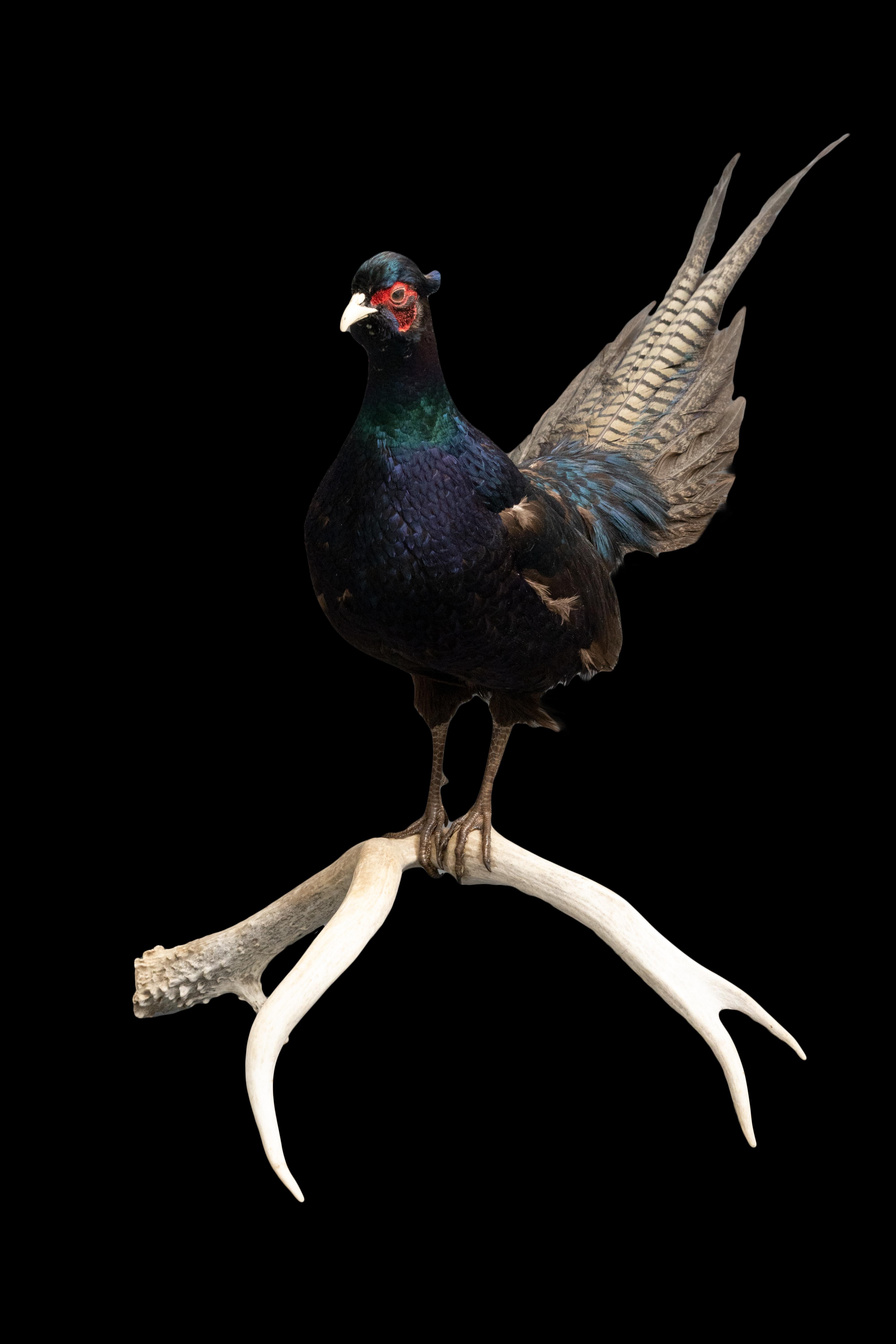 Black pheasant mounted on Antlers

This melanistic mutant is a pure breed. These large, beautiful pheasants feature an iridescent, greenish-black plumage. 

Measures Approximately: 32